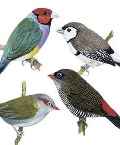 Australian Finches Greeting Card- Greeting Cards