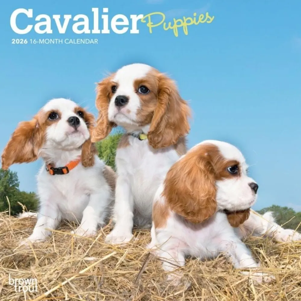 Cavalier King Charles Spaniel Puppies 2026 Mini Wall Calendar- Calendars
