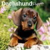 Dachshund Puppies 2026 Mini Wall Calendar- Calendars