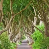 Dark Hedges Greeting Card- Greeting Cards