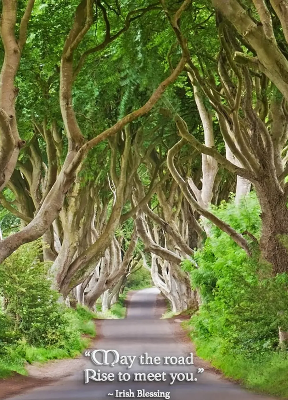 Dark Hedges Greeting Card- Greeting Cards