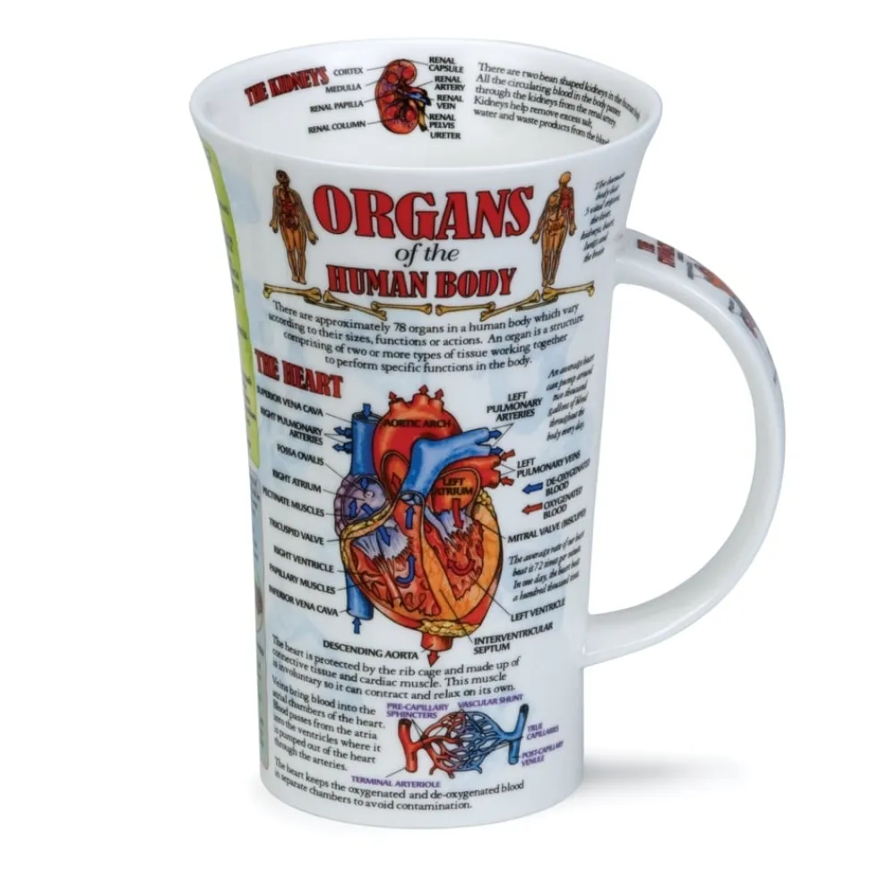 Dunoon Glencoe Organs of the Human Body Mug- Shape: Glencoe
