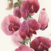 Everlasting Pea Greeting Card- Greeting Cards