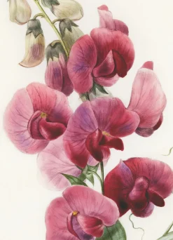 Everlasting Pea Greeting Card- Greeting Cards