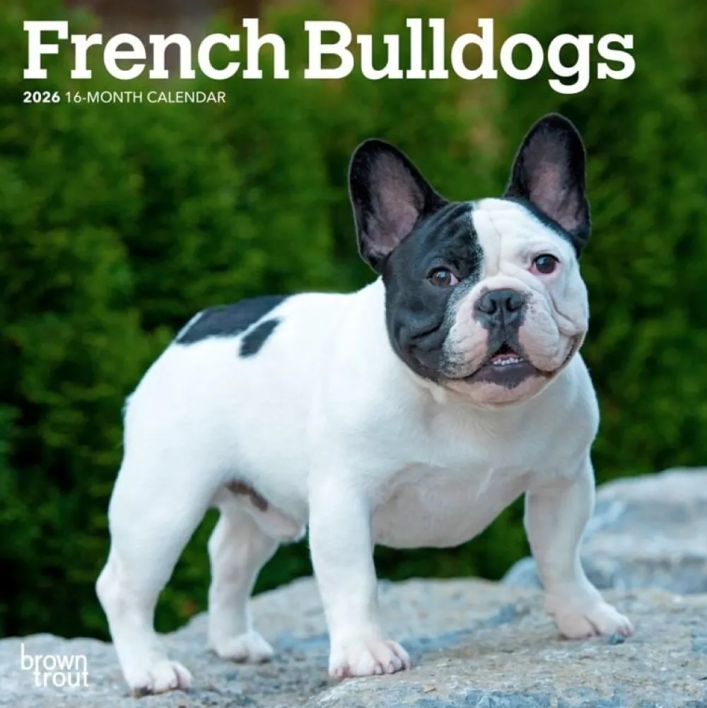 French Bulldogs 2026 Mini Wall Calendar- Calendars