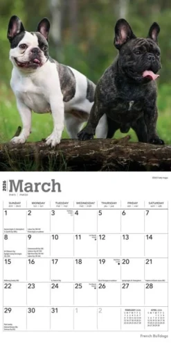 French Bulldogs 2026 Mini Wall Calendar- Calendars