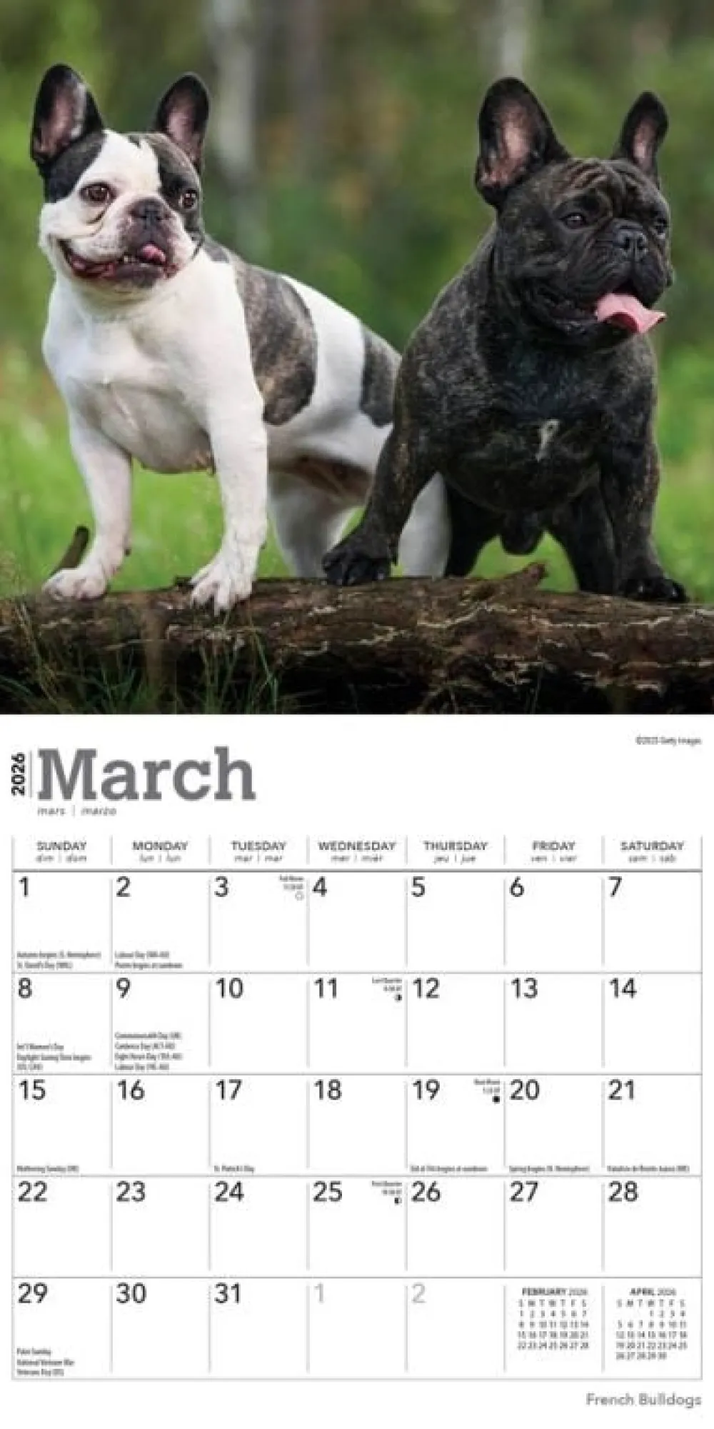 French Bulldogs 2026 Mini Wall Calendar- Calendars