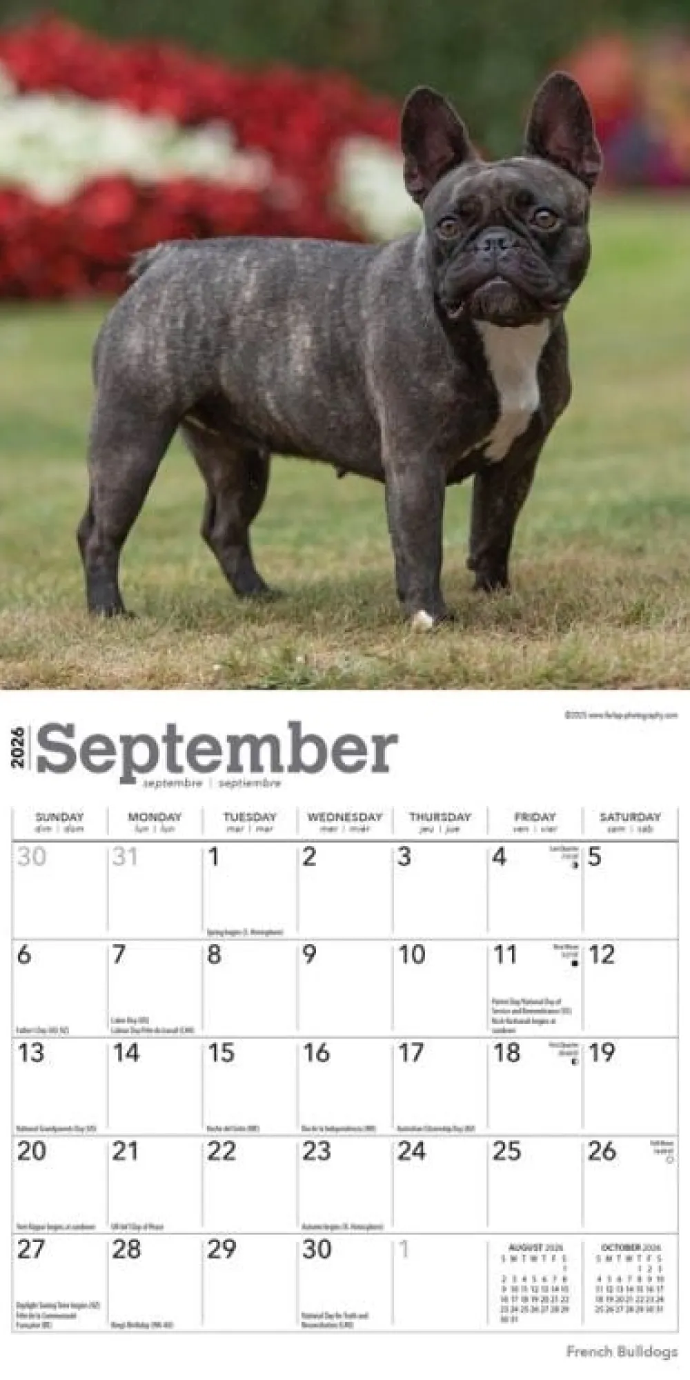 French Bulldogs 2026 Mini Wall Calendar- Calendars