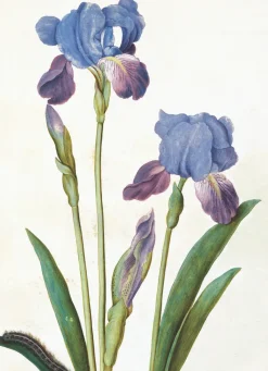 Garden Iris Greeting Card- Greeting Cards