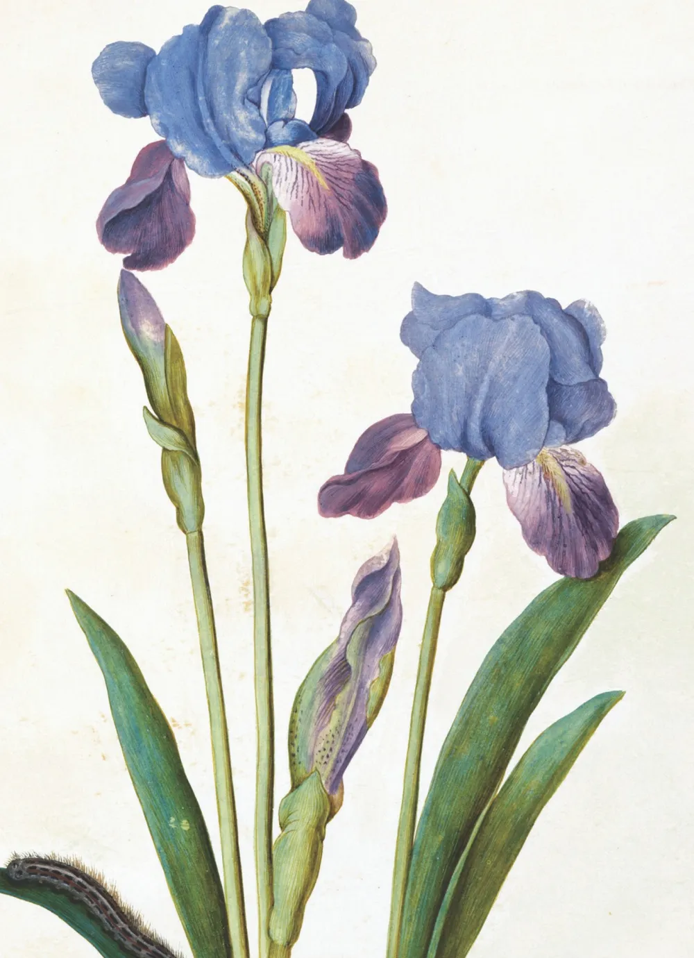 Garden Iris Greeting Card- Greeting Cards