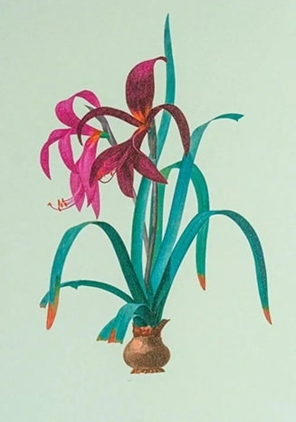 Iris Greeting Card- Greeting Cards
