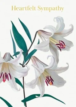 Lilies Sympathy Card- Greeting Cards