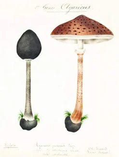 Mushroom Postcards- Books