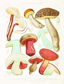 Mushroom Postcards- Books