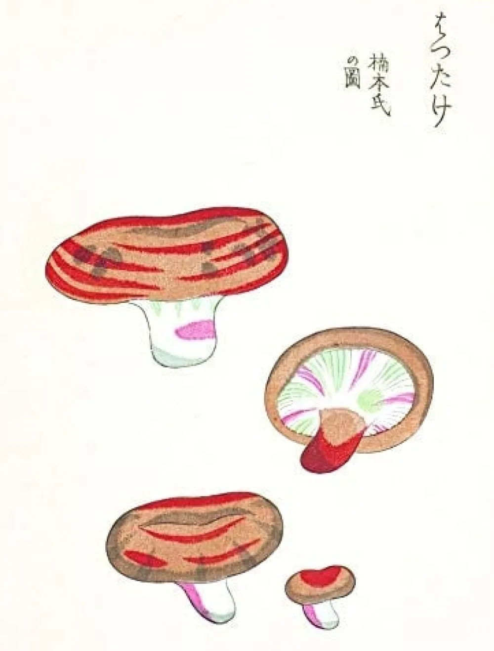 Mushroom Postcards- Books