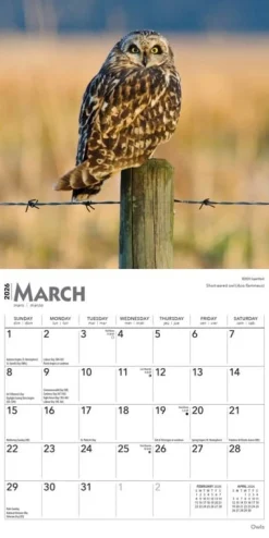 Owls 2026 Mini Wall Calendar- Calendars