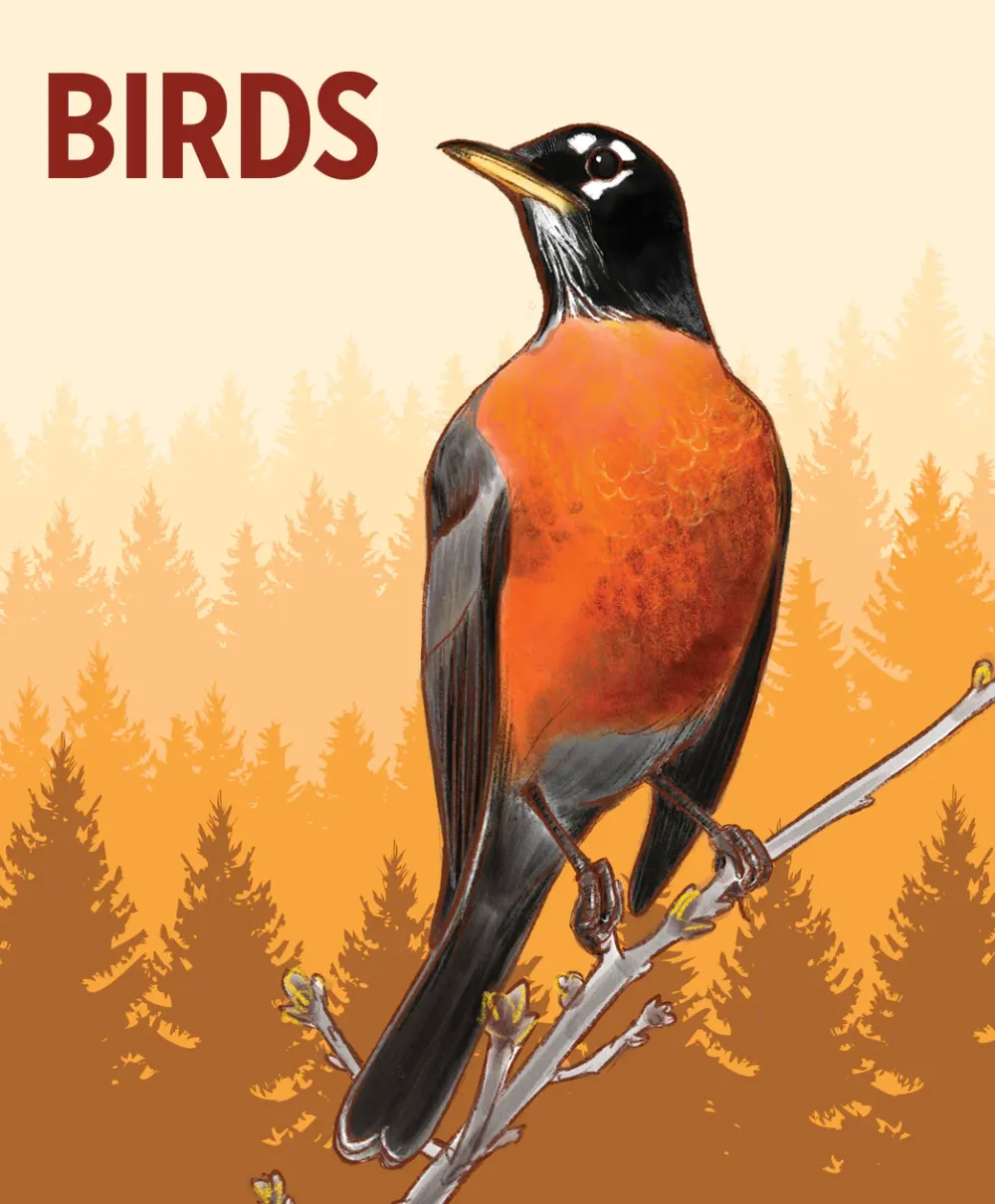 Pomegranate Birds Knowledge Cards- Games & Puzzles