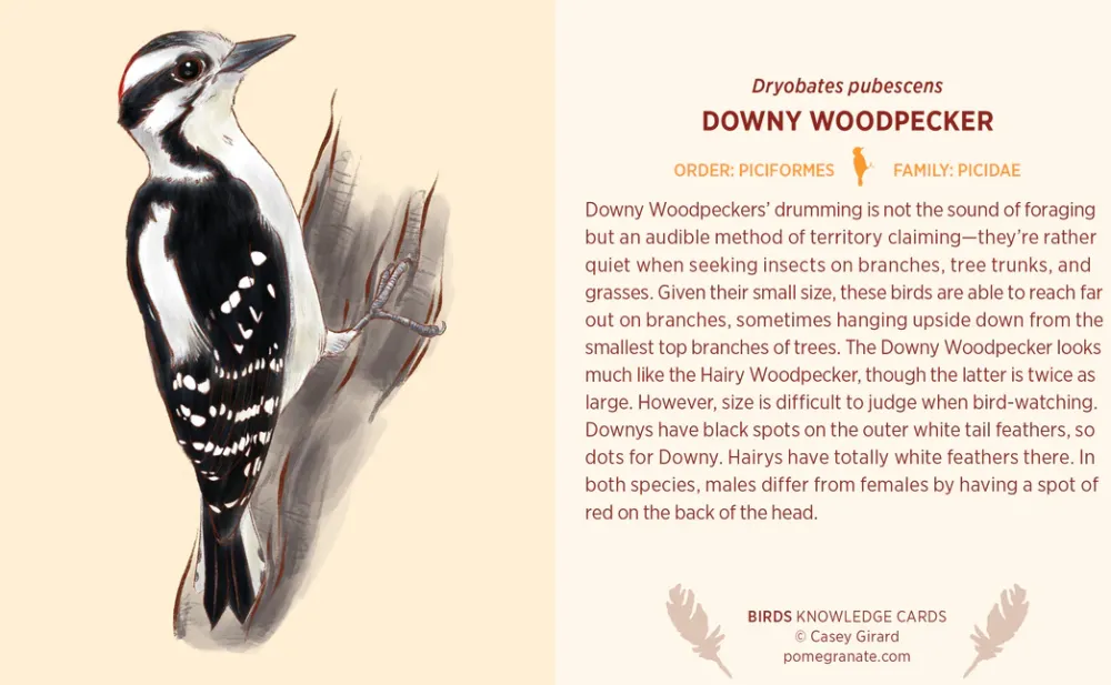 Pomegranate Birds Knowledge Cards- Games & Puzzles