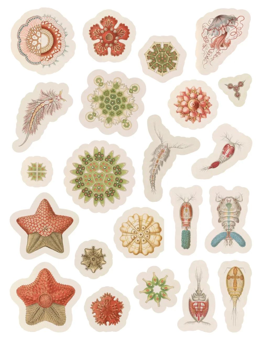 Pomegranate Ernest Haeckel: Art Forms in Nature Sticker Book- Coloring Books & Crafts|Activity Books