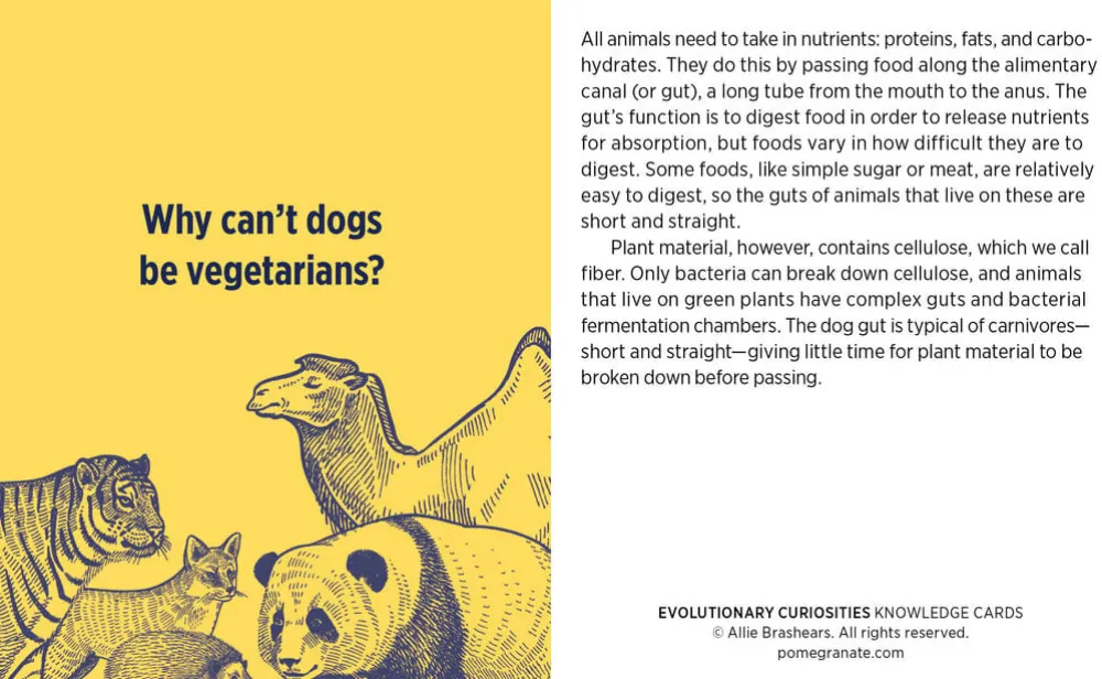 Pomegranate Evolutionary Curiosities Knowledge Cards- Games & Puzzles