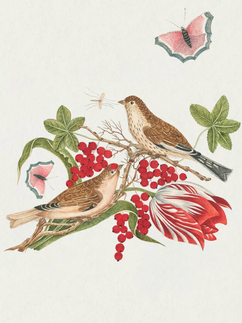 Pomegranate Flowers, Birds, & Butterflies Celebrations Boxed Notecards- Boxed Cards