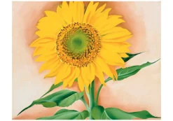 Pomegranate Georgia O'Keeffe: A Sunflower from Maggie Boxed Cards- Boxed Cards