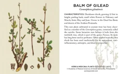 Pomegranate Herbs & Medicinal Plants Knowledge Cards- Games & Puzzles