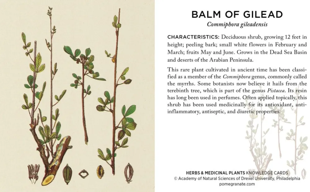 Pomegranate Herbs & Medicinal Plants Knowledge Cards- Games & Puzzles