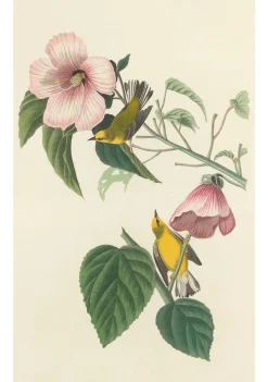 Pomegranate John James Audubon: Songbirds Boxed Notecard Assortment- Boxed Cards