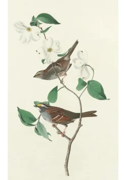 Pomegranate John James Audubon: Songbirds Boxed Notecard Assortment- Boxed Cards