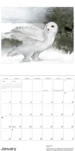 Pomegranate Owls: Jeannine Chappell 2026 Wall Calendar- Calendars