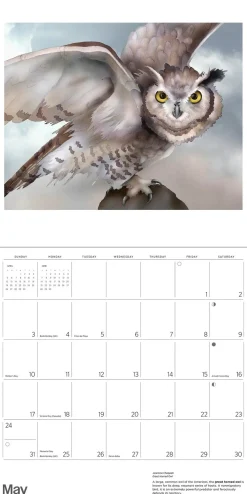 Pomegranate Owls: Jeannine Chappell 2026 Wall Calendar- Calendars