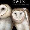 Pomegranate Owls: The Paintings of Jeannine Chappell- Books