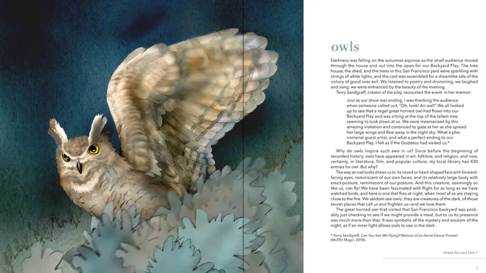 Pomegranate Owls: The Paintings of Jeannine Chappell- Books