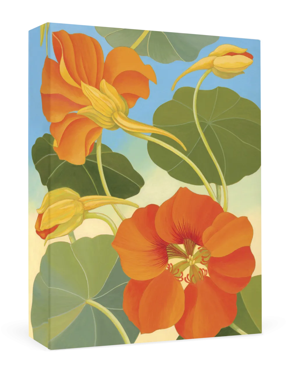 Pomegranate Siri Schillios Nasturtium Boxed Thank You Notes- Boxed Cards