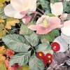 Red English Daisy Sympathy Card- Greeting Cards