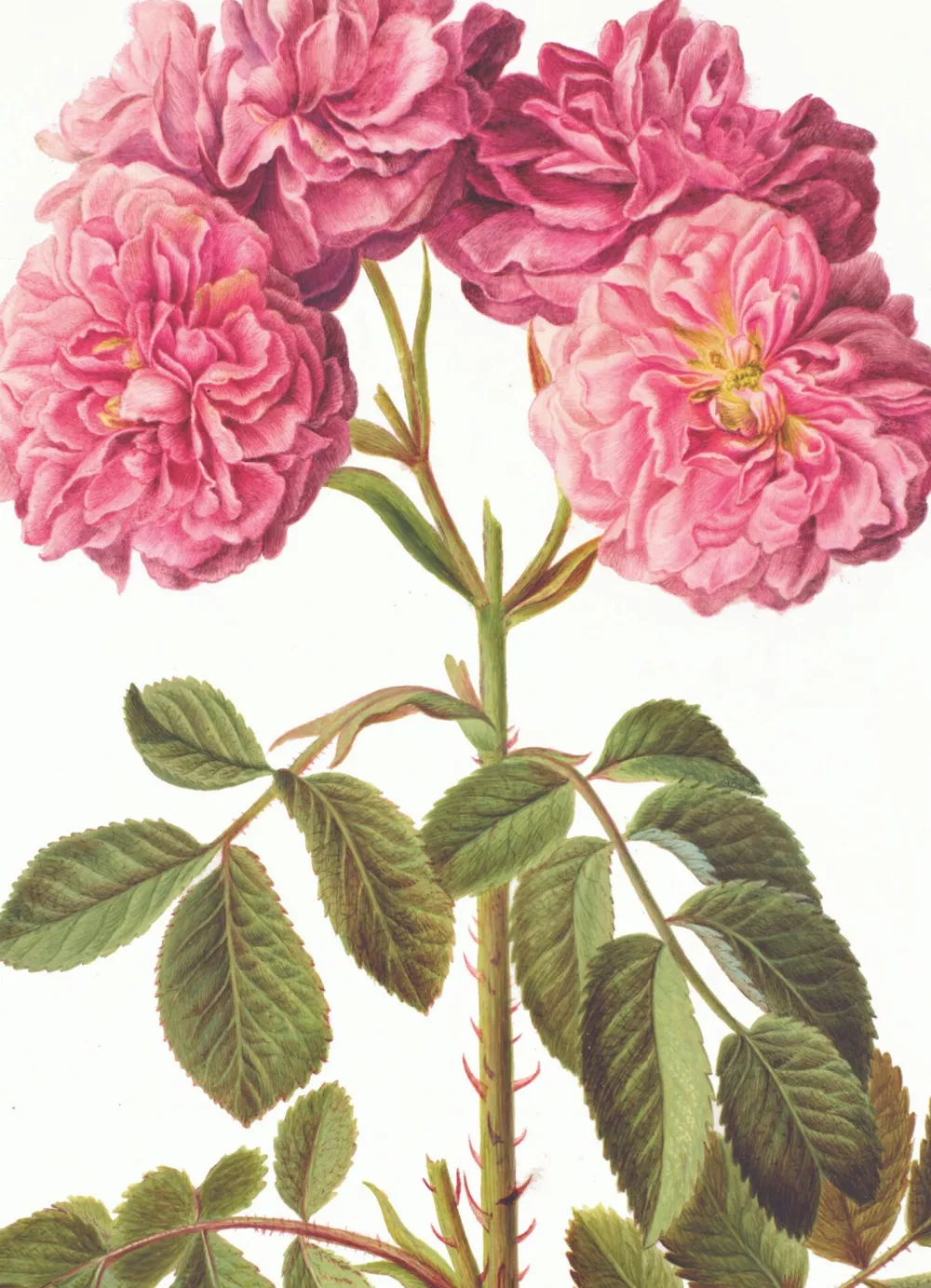 Rosa Damascena Greeting Card- Greeting Cards
