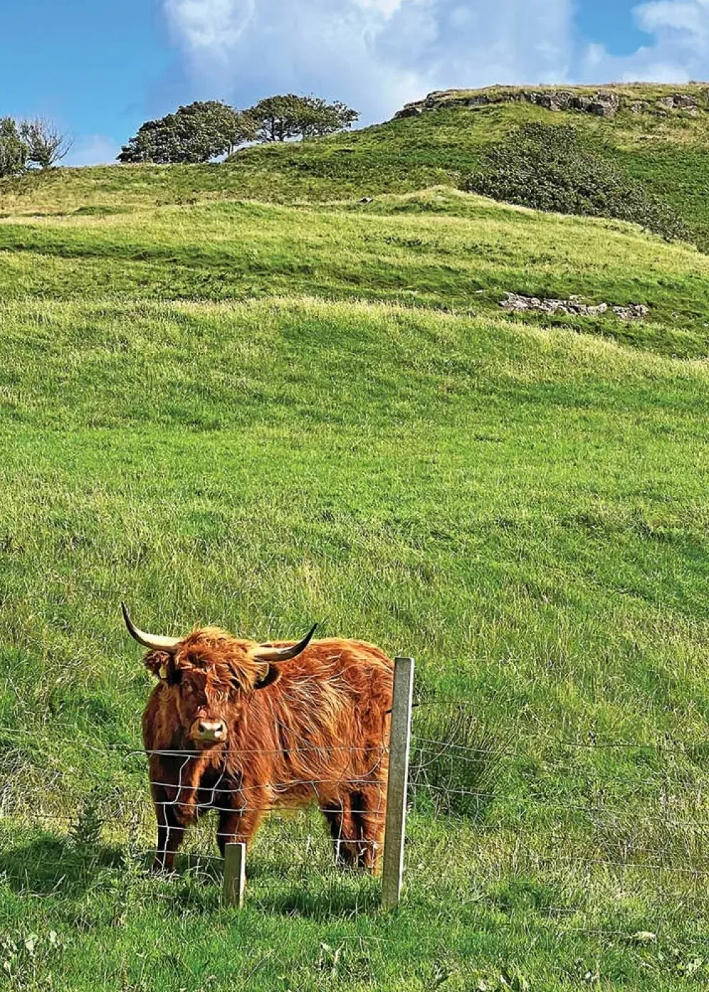 Scottish Cow Greeting Card- Greeting Cards