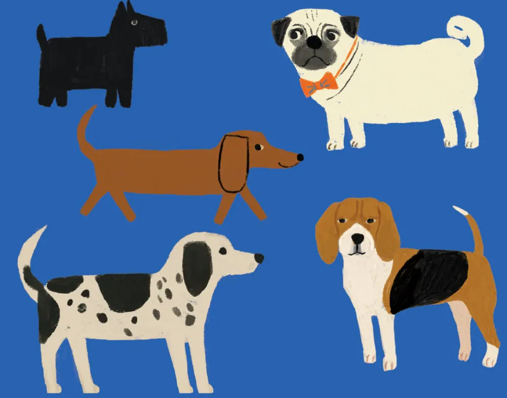 Shaggy Dogs Boxed Notecards- Boxed Cards