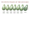 Stages of Avocado Greeting Card- Greeting Cards