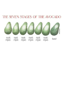 Stages of Avocado Greeting Card- Greeting Cards