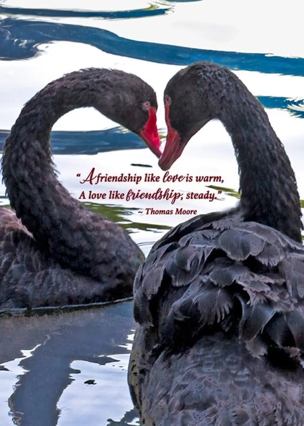 Thomas Moore Swan Anniversary Card- Greeting Cards