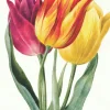 Three Lily Tulips Greeting Card- Greeting Cards