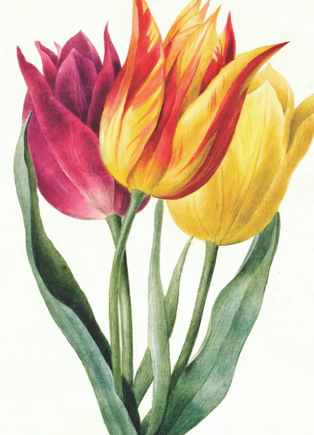 Three Lily Tulips Greeting Card- Greeting Cards