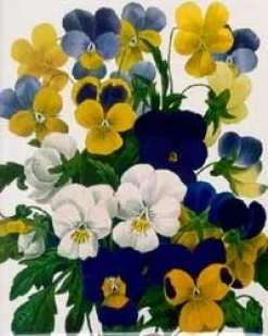 Viola Pansy Tri-Color Greeting Card- Greeting Cards