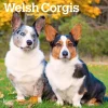 Welsh Corgis 2026 Mini Wall Calendar- Calendars