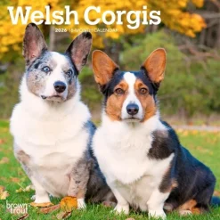 Welsh Corgis 2026 Mini Wall Calendar- Calendars