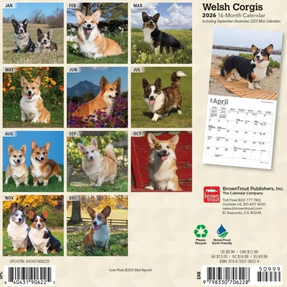 Welsh Corgis 2026 Mini Wall Calendar- Calendars