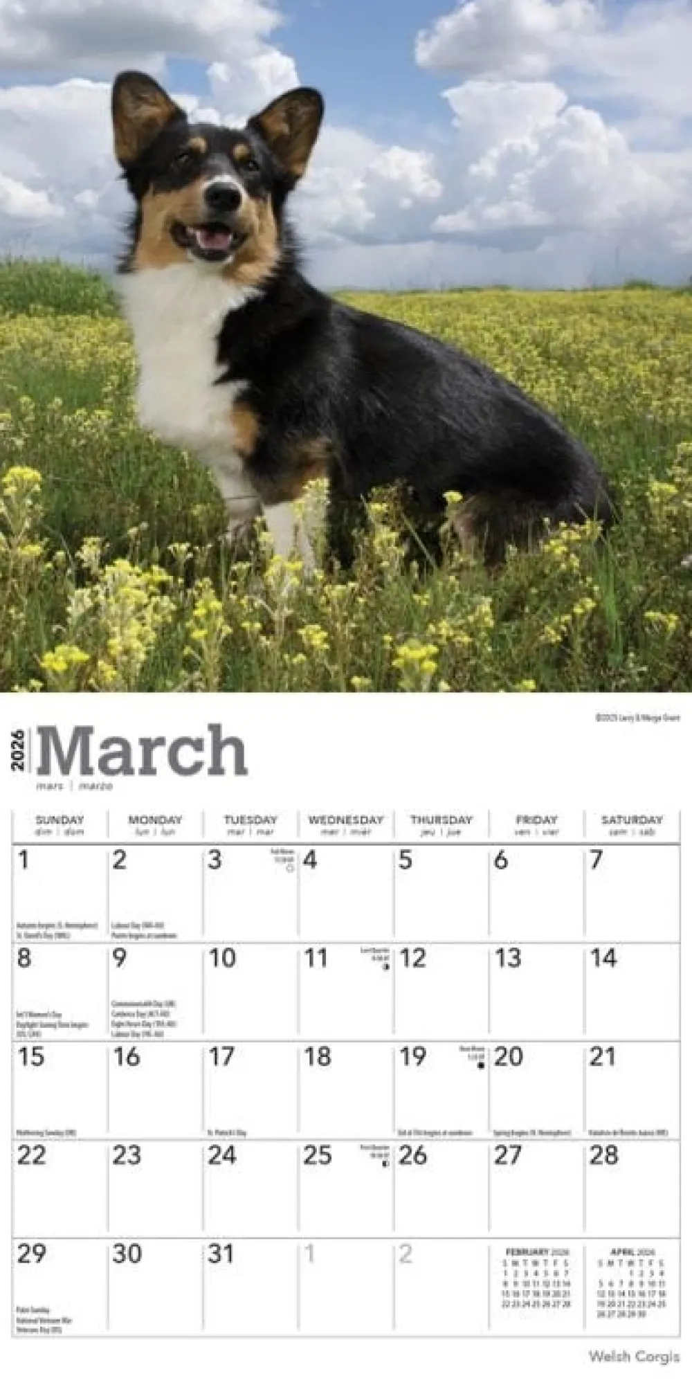 Welsh Corgis 2026 Mini Wall Calendar- Calendars
